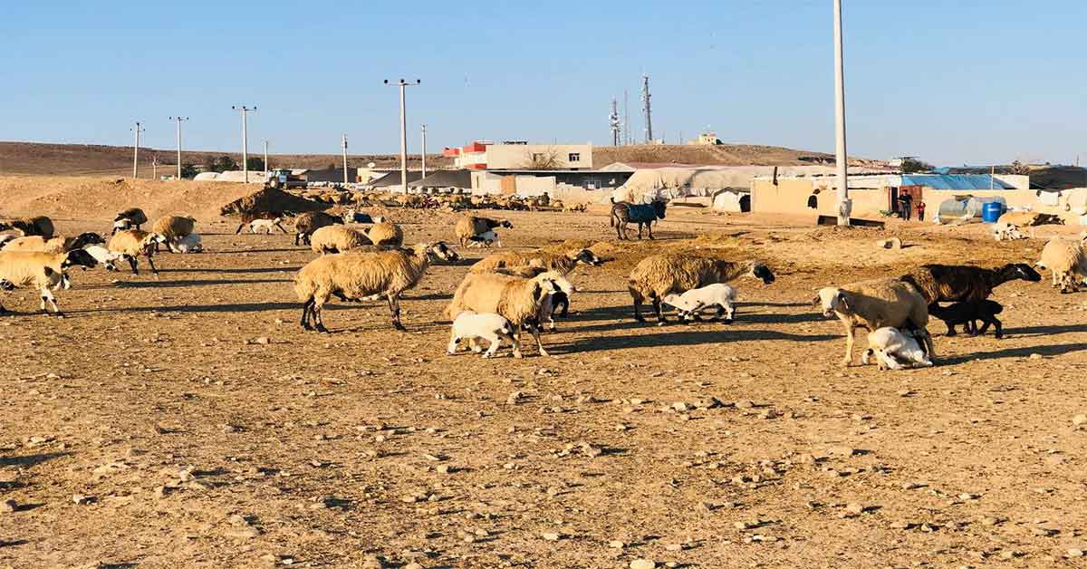 Şanlıurfa'da Mera Arazilerinin İşgali!