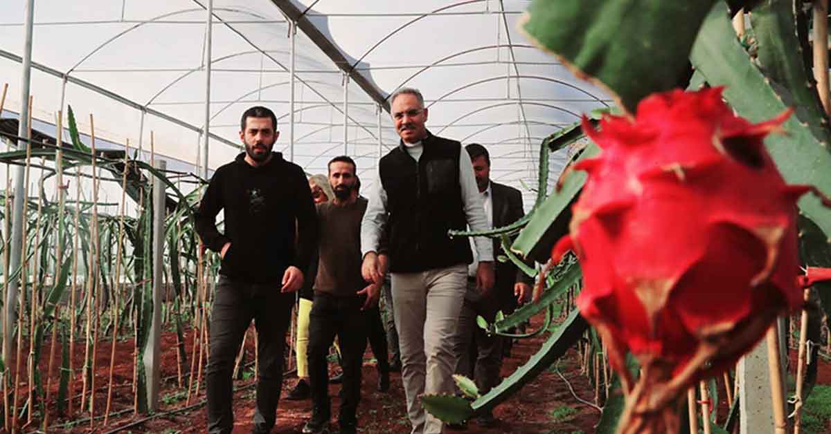 Şanlıurfa'da Ejder Meyvesi Hasadı Başladı
