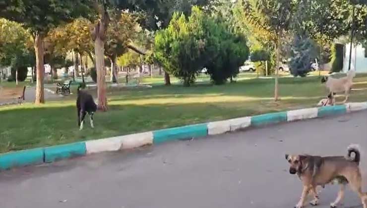 Şanlıurfa'da Parkı İşgal Eden Köpekler Kuduz Mu 7 Şanlıurfa'da Parkı İşgal Eden Köpekler Kuduz Mu