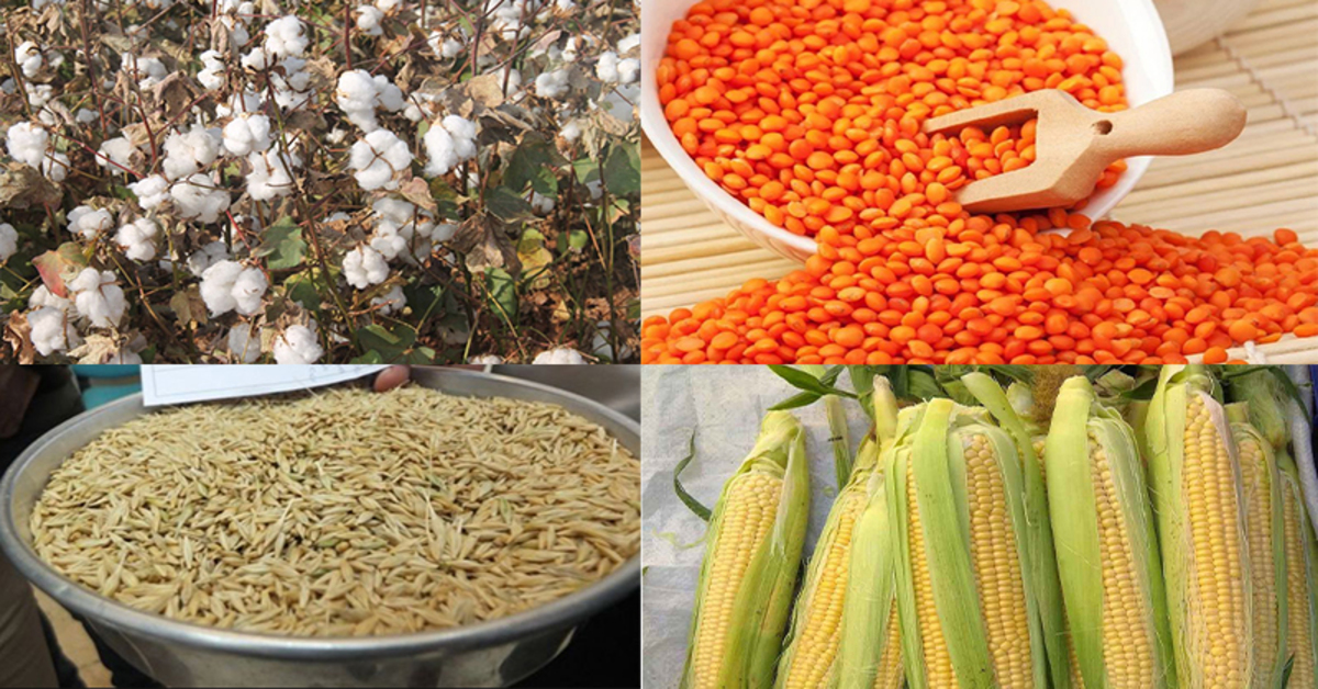 Şanlıurfa Ticaret Borsası, mısır, buğday, kırmızı kabuklu mercimek ve preseli pamuğun fiyatını açıkladı.