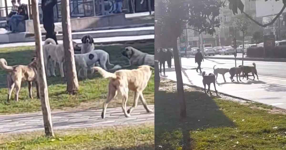 Şanlıurfa'da Köpek Çetesi Korku Salmaya Devam Ediyor 7 Şanlıurfa'da Köpek Çetesi Korku Salmaya Devam Ediyor