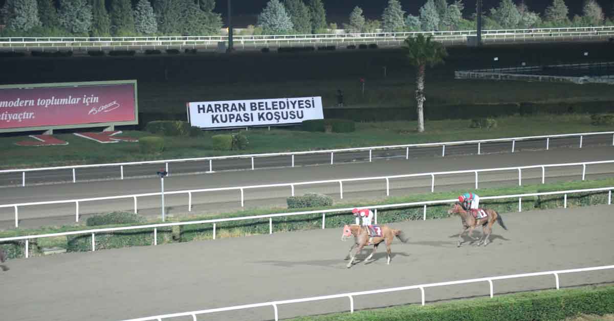 Harran Belediyesi Koşusunu Calibration Kazandı 8 Harran Belediyesi Koşusunu Calibration Kazandı