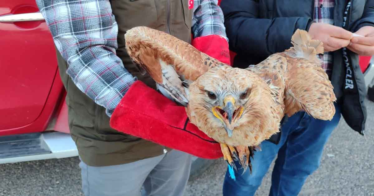 Urfa'da Tedavi Edilen Kızıl Şahin Doğaya Bırakıldı