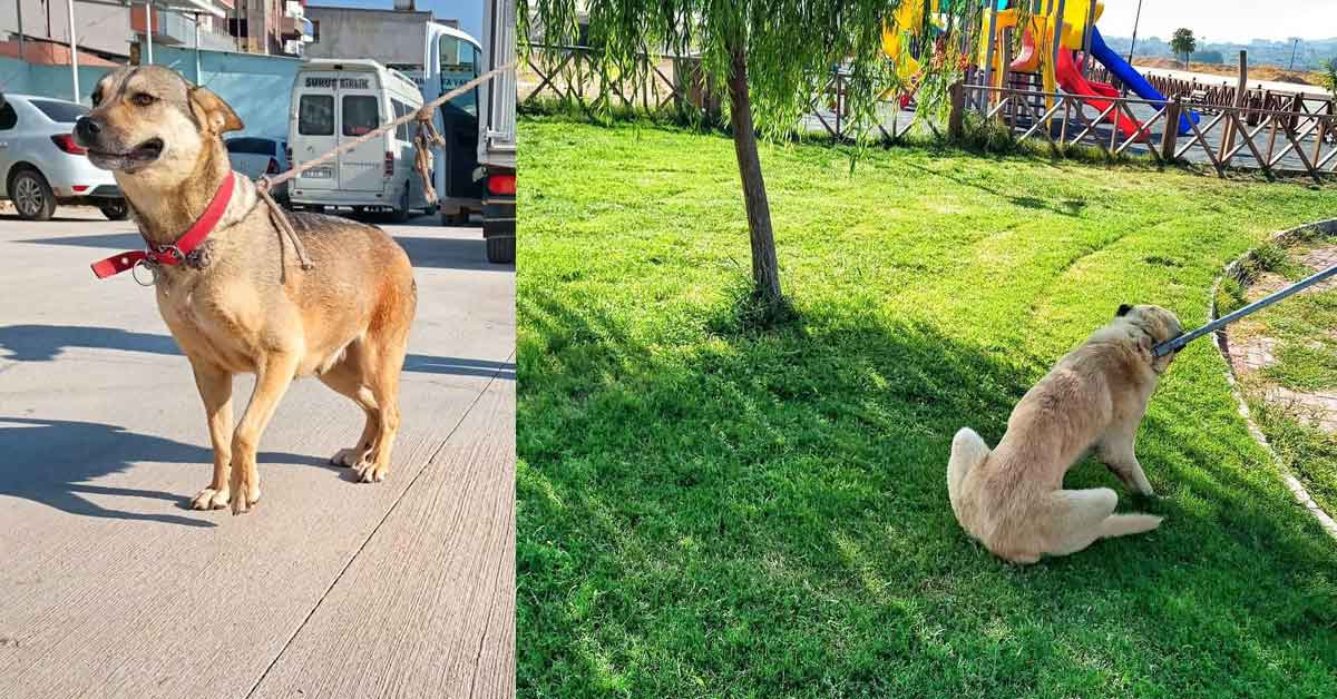 Suruç Belediyesi'nin Boncuk Ekibi Sahalarda